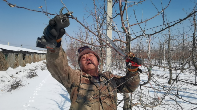 山东烟台：抢抓时节 踏雪剪枝