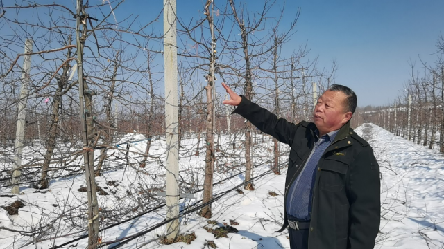 山东烟台：抢抓时节 踏雪剪枝