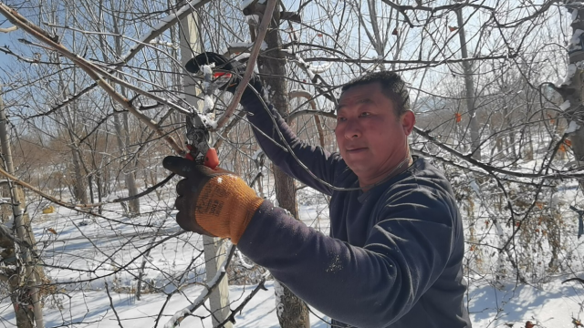 山东烟台：抢抓时节 踏雪剪枝