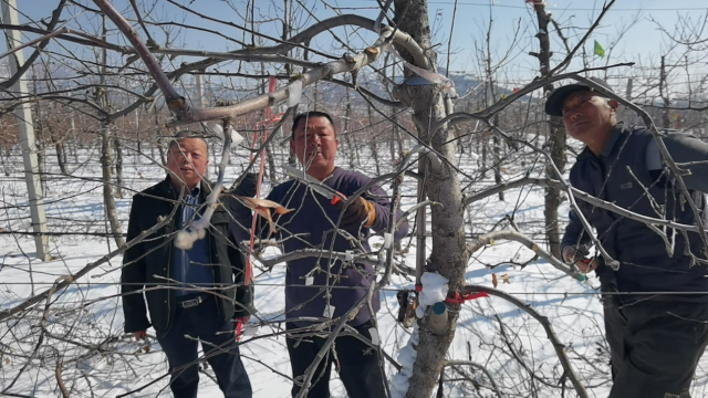 山东烟台：抢抓时节 踏雪剪枝