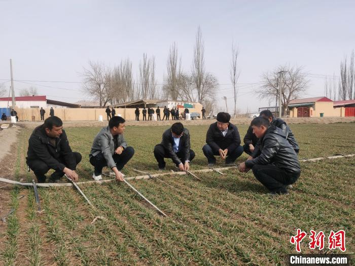 农户们正认真听取农业技术人员讲授冬小麦滴灌注意事项。祖丽皮娅木 摄