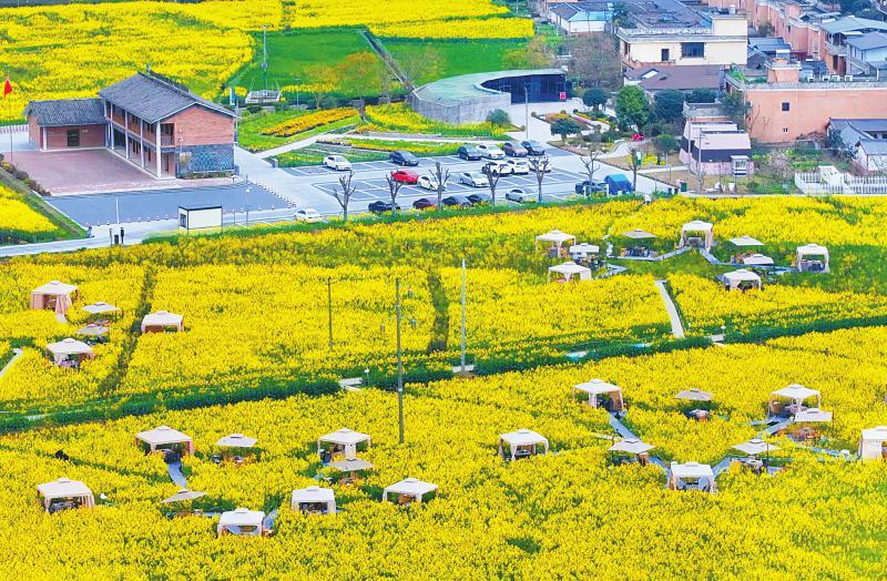 3月5日，成都崇州市天府粮仓示范基地油菜花开，洋溢着春天的气息。 朱志宏 摄（C视觉）