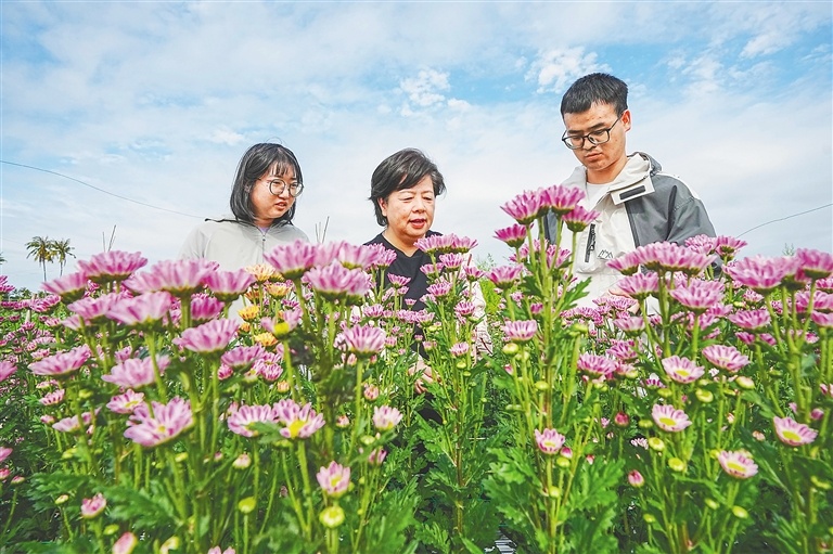 1月24日，在三亚崖州区朗芒田洋南繁试验田内，中国热带农业科学院海口实验站站长尹俊梅（中）带领学生查看耐热菊花的花色、花型等表型情况。记者 王程龙 摄