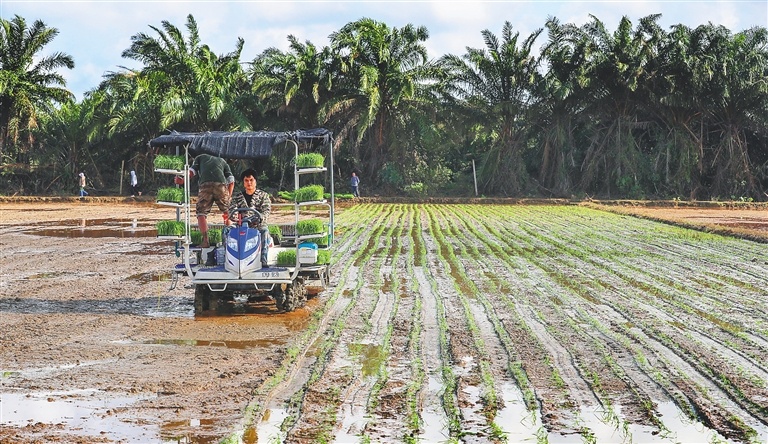 文昌市锦山镇的农户操作插秧机在多胚孪生第二代杂交水稻田进行机械化插秧。
