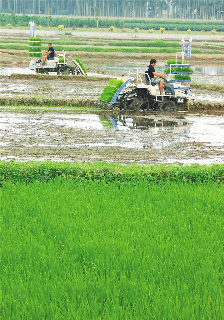 在三亚南繁示范区，农户驾驶插秧机插秧。