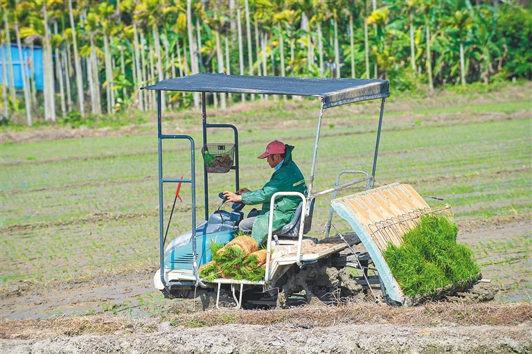 琼海博鳌农民用插秧机插秧。
