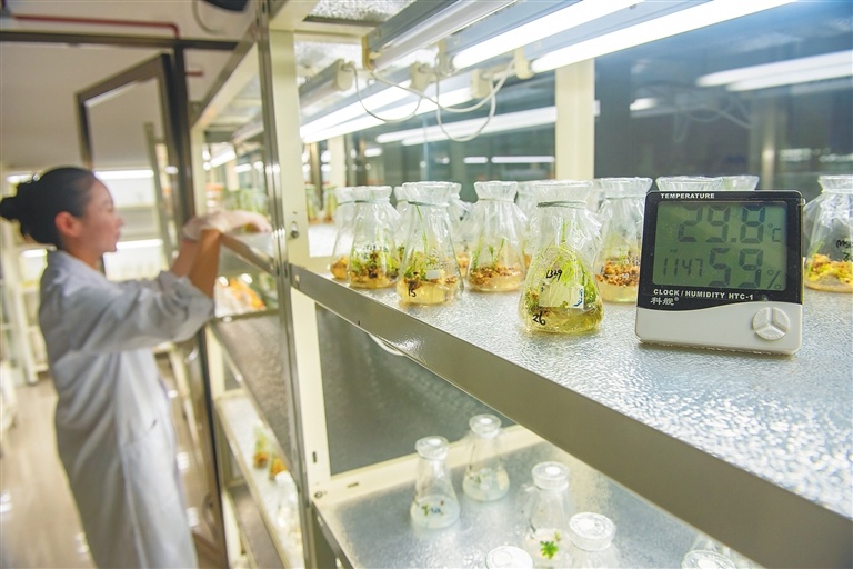 科研人员在实验室查看组织培养出来的秧苗。