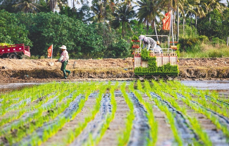 万宁市万城镇的农户驾驶插秧机耕作。