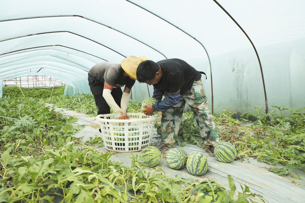 3月12日，农户在西瓜种植基地内忙着采摘西瓜。