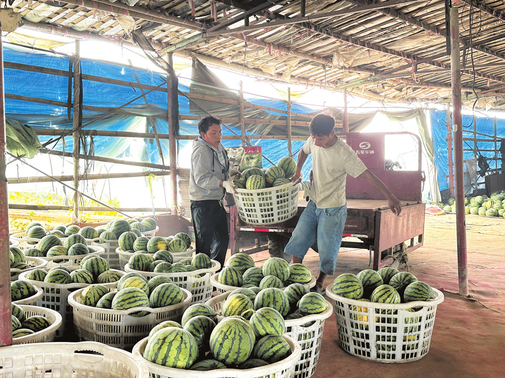 3月12日，农户在西瓜种植基地内忙着分拣、装运已经成熟的西瓜。