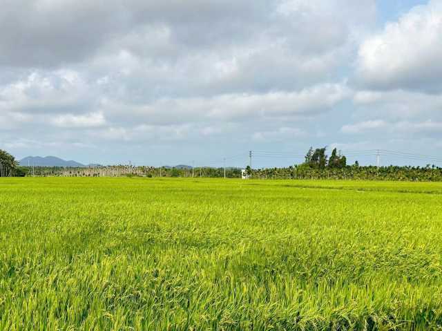 海南：今年粮食产量目标29.3亿斤