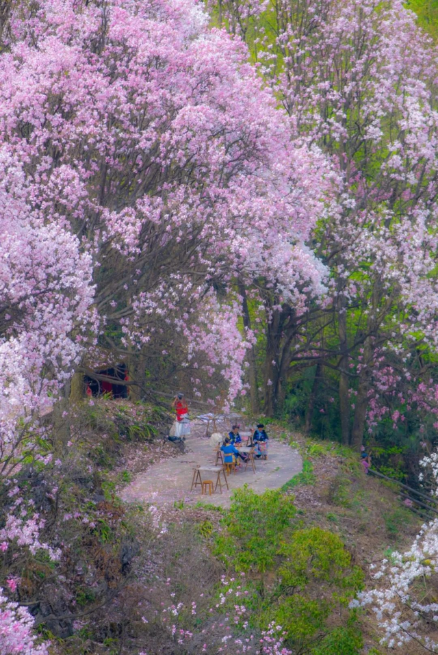 四川无数次的春和景明又与你重逢了