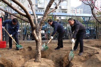 共绘绿色家园 东城区崇文门外街道开展首届植树节活动