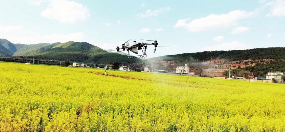 无人机喷洒农药。 供图