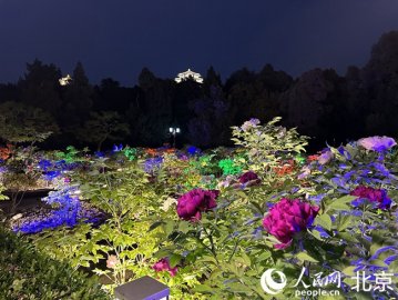 景山公园“夜赏牡丹”活动明日开启 寿皇殿院落和山体五亭将被点亮