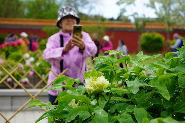 景山公园牡丹盛开 增加稀有品种丰富赏花体验