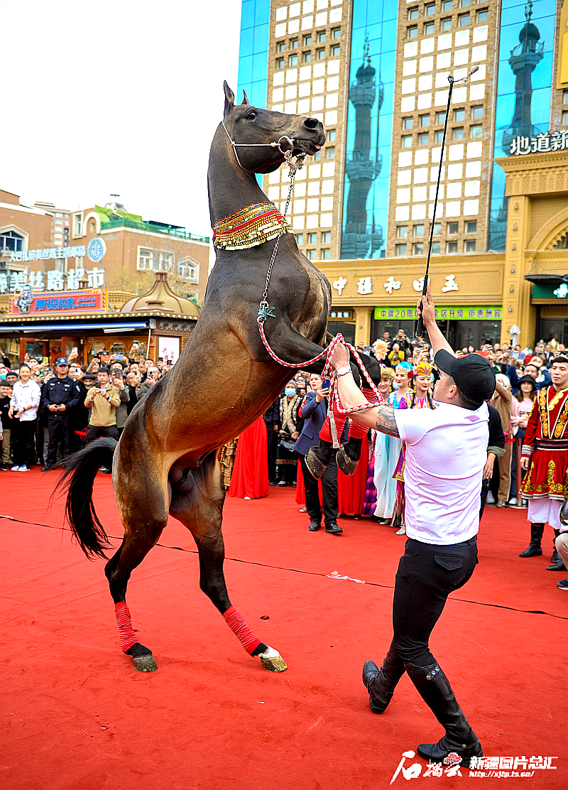 4月11日，在新疆国际大巴扎举行的开街仪式上，汗血宝马在骑手的引导下表演起扬。（摄影：王禹）