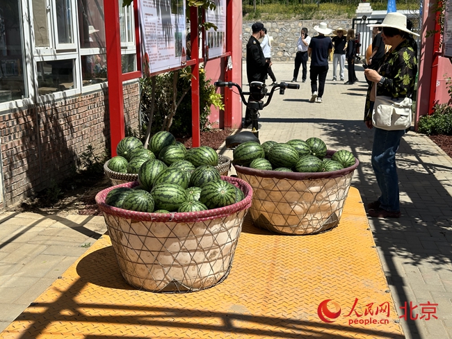 昌平小西瓜陆续上市 采收期将持续至10月