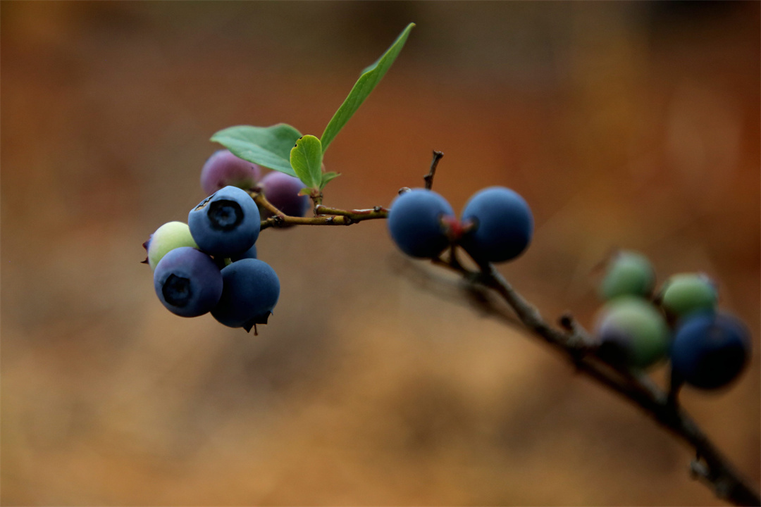 成熟的蓝莓。尹永权 摄