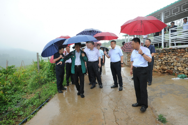 让塔顶山真正变成金山银山 一一记山东省支持革命老区乡村振兴先进个人董山