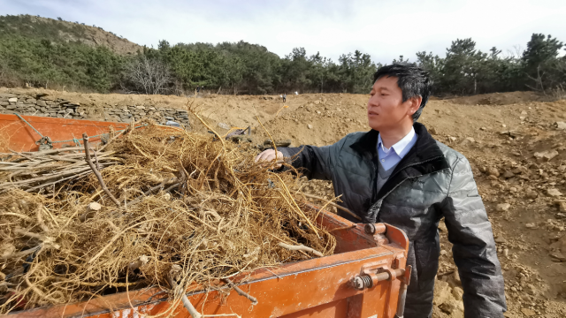 让塔顶山真正变成金山银山 一一记山东省支持革命老区乡村振兴先进个人董山