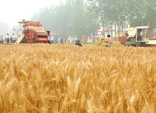 河北小麦总产有望首破300亿斤大关