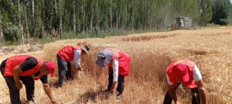 三夏一线“志愿红” 助农夏收解民忧