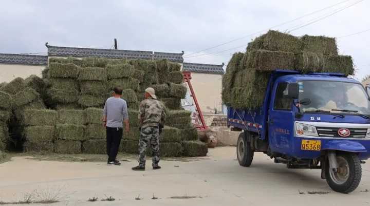 陇西：头茬紫花苜蓿喜获丰收