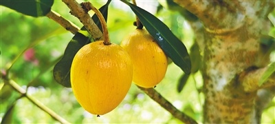 海南琼海：热带水果新品种萨那皮试种成功