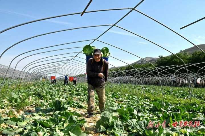 陇西：高原夏菜进入采收旺季