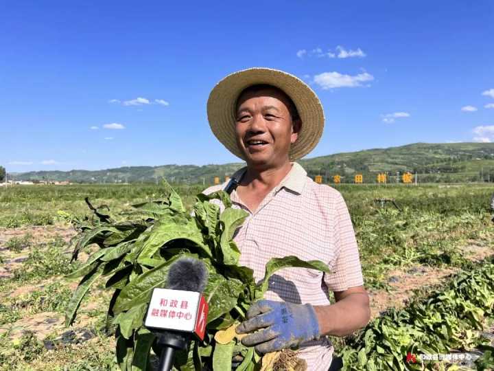 和政：东西协作结硕果 高原夏菜喜丰收