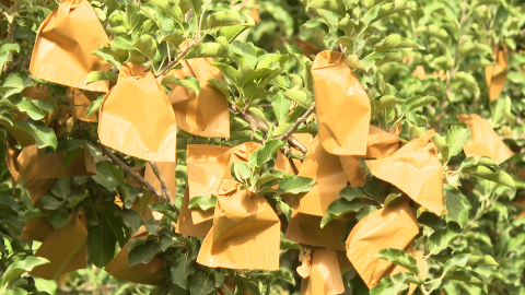 新疆新和：苹果夏管正当时