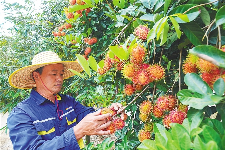 在保亭三道镇红毛丹种植基地，工作人员查看红毛丹的生长情况。海南日报全媒体记者 王程龙 摄