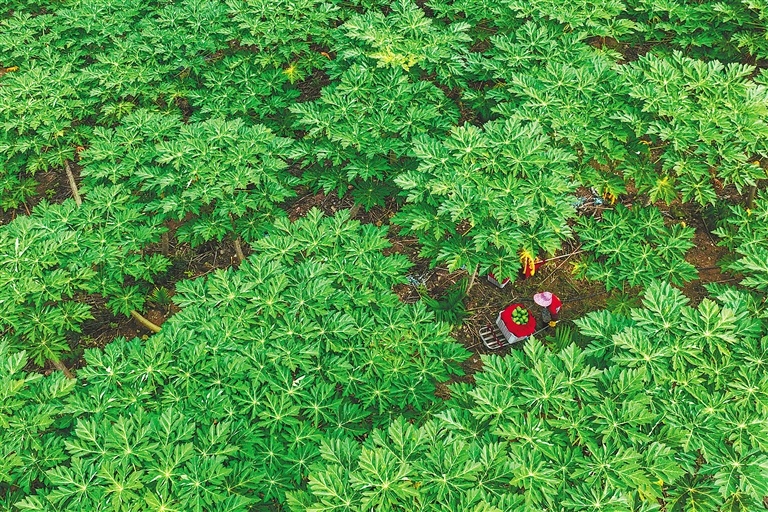 乐东抱由镇一家木瓜基地，工人正在采收木瓜。海南日报全媒体记者 王程龙 摄