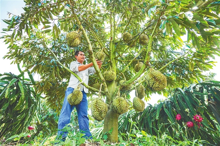 在三亚育才生态区优旗榴莲种植基地，榴莲树硕果累累。图为工作人员观察榴莲的生长情况。海南日报全媒体记者 王程龙 摄