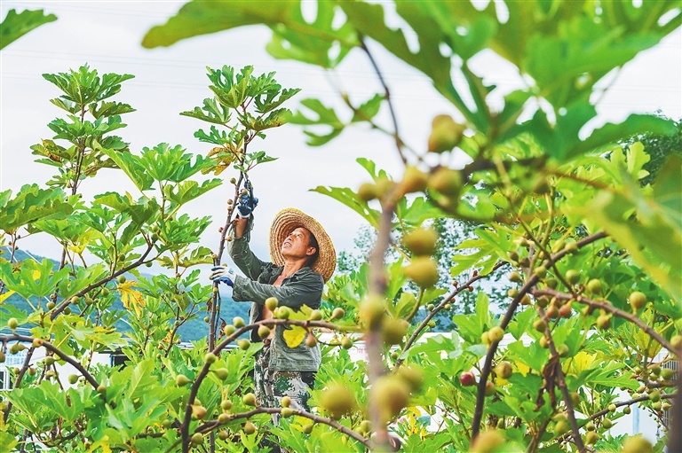 在乐东万冲镇果然果美无花果基地，来自江西鹰潭的李有财正在切剪枝叶，养护树枝，以增加结果量。海南日报全媒体记者 王程龙 摄