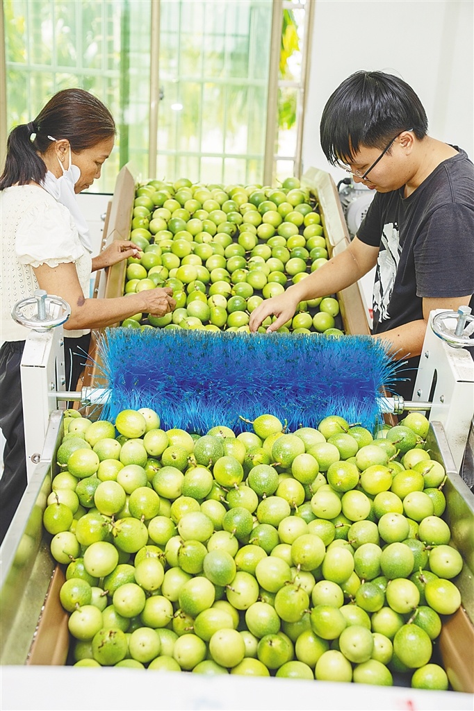 在万宁大茂镇青禾合作社，工作人员利用智慧化生产线分拣百香果。海南日报全媒体记者 袁琛 摄