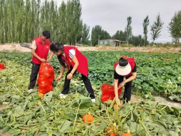 南瓜飘香喜丰收 志愿服务采摘忙