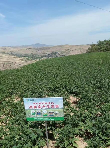 “绿能农科”复合微生物肥料和有机肥陇西示范田长势喜人