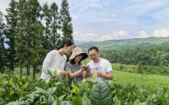 粤黔协作帮扶专家助力六盘水市茶叶产业