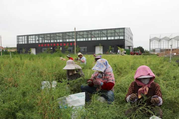 聚焦药博会｜陇西县：做强“芯片” 道地药材更地道