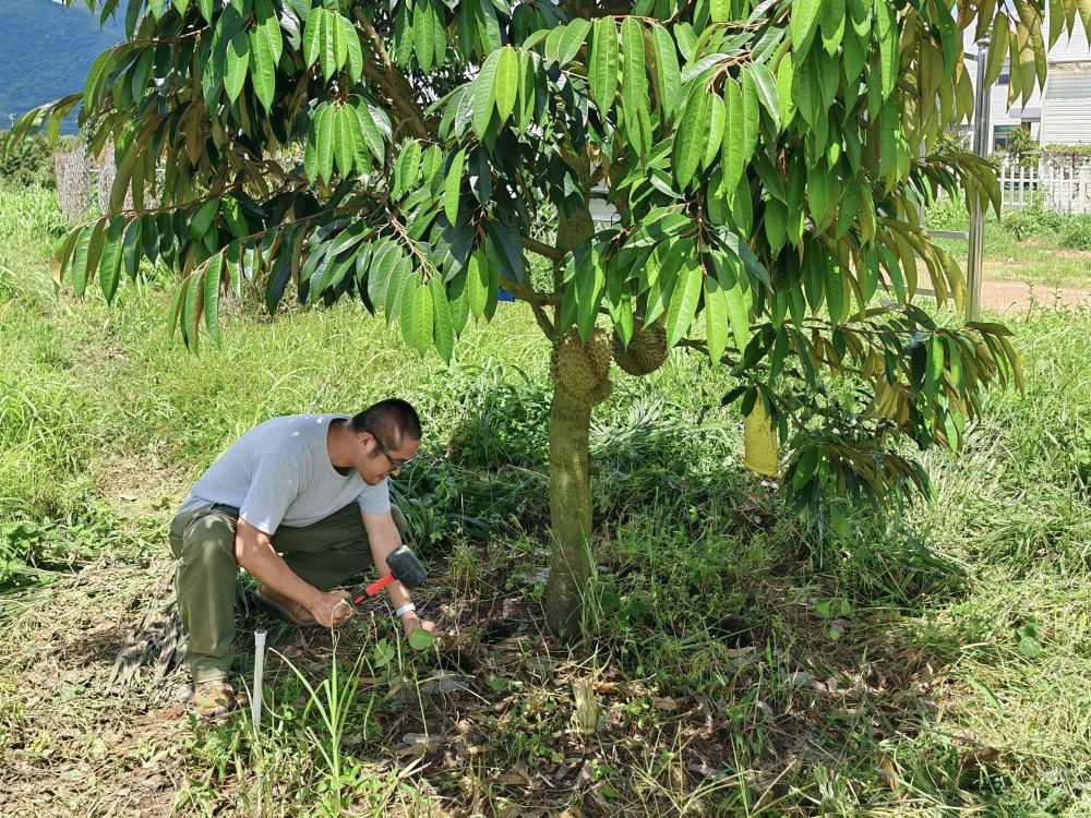 碳足迹核查员正在采集榴莲种植基地的土壤样品。新华社发