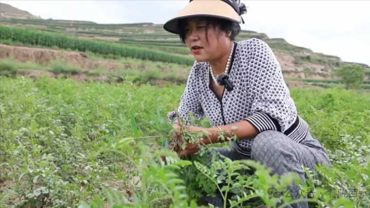 【聚焦药博会】任爱爱：中药材种植加工蹚出致富路