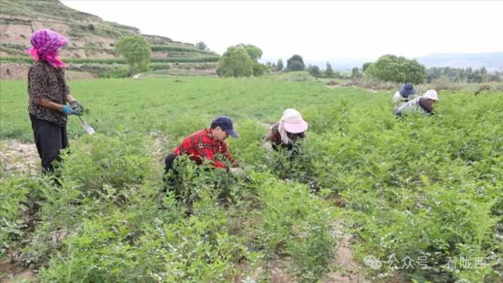 【聚焦药博会】任爱爱：中药材种植加工蹚出致富路