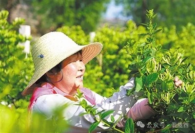 【央媒看陇西】药乡掠影——甘肃定西中医药全产业链发展