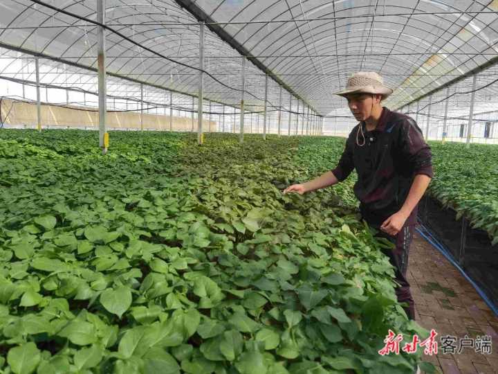 【聚焦薯博会·马铃薯大会】一颗马铃薯的孕育和蜕变