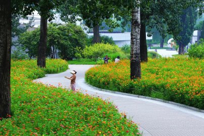 七夕节到国家植物园赏花海