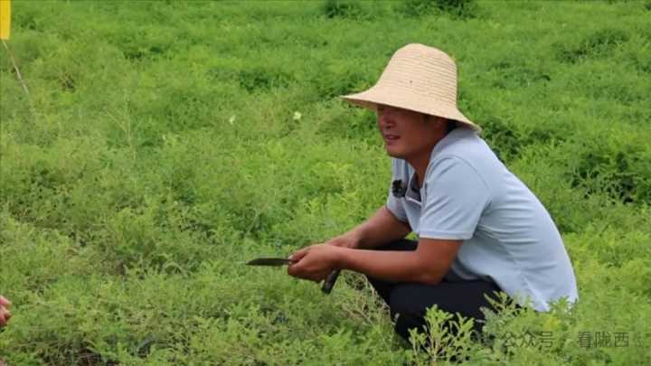 【聚焦药博会】返乡新农人焦小龙的青春“药”事