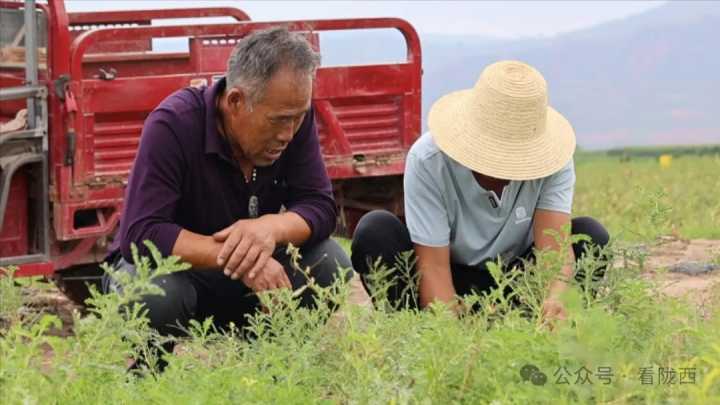 【聚焦药博会】返乡新农人焦小龙的青春“药”事