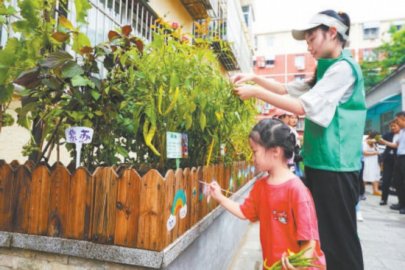 西城牛街“共享菜园”来了追耕少年